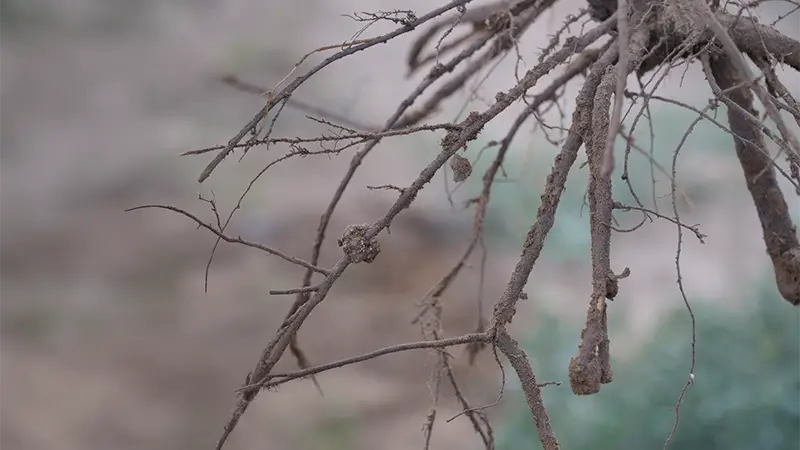 背景画像